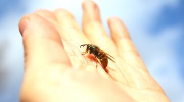 Strange Sex: Tales Of Sexual Arousal From Stinging Insects