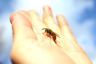 Strange Sex: Tales Of Sexual Arousal From Stinging Insects