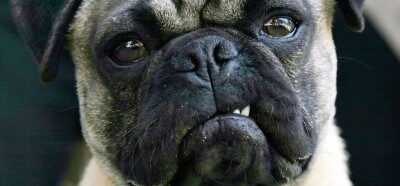 Germany Considers Banning Sex With Animals
